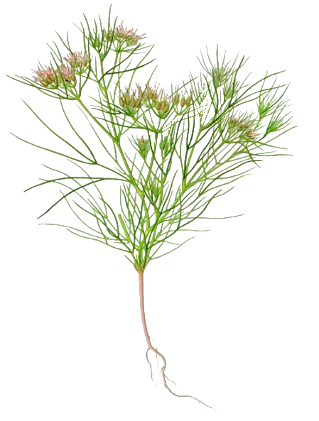 la plante du cumin